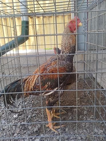 тайган собака цена бишкек: Сатам | Короздор — 3