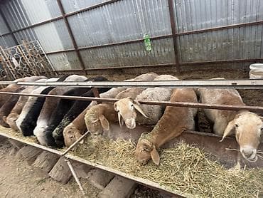 дробилка корма: Продаю | Баран (самец) | На забой | Племенные — 6