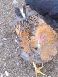 продажа домашних животных: Продаю петухов порода Курчавые — 1