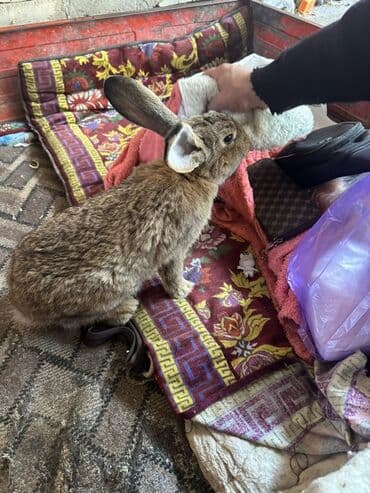 продать животных: Продаю | Крольчиха (самка), Кролик самец | Фландр | Для разведения — 3