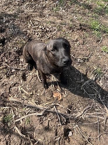 мопс маленький: Собака даром: Питбуль, 6 месяцев, Самка — 4