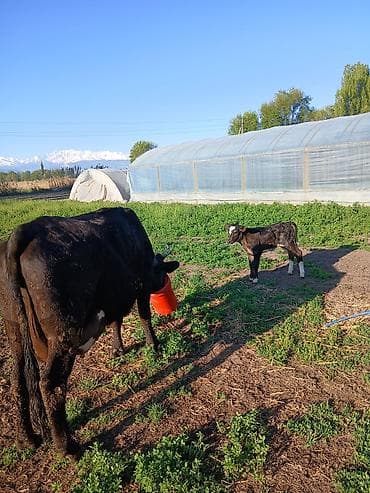 бишкек ит базар: Сатам | Уй (ургаачы) | Алатоолук | Сүт алуу үчүн — 1