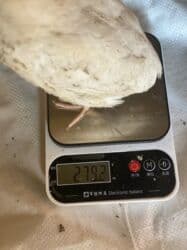 продажа домашних животных: Перепела только начали нестись порода мясо яичная отличный выбор для — 2