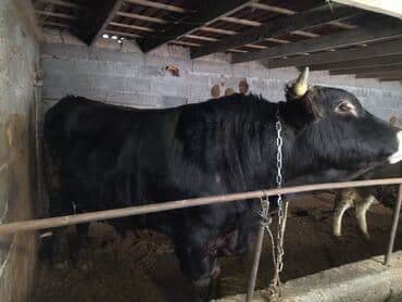 продажа домашних животных: Продаю | Бык (самец) | Швицкая | На откорм | Привязанные — 3