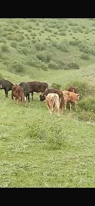 кора купить: Продаю | Бык (самец) | На откорм — 1