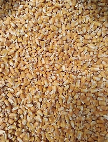 кукуруза: Продается кукуруз по 23 сом за кг Ксть только 400 или 500 кг — 1