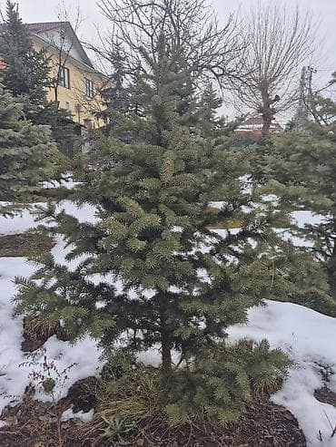 крымская сосна купить: Ели для озеленения участка - Породные хвойные деревья с плотной — 6