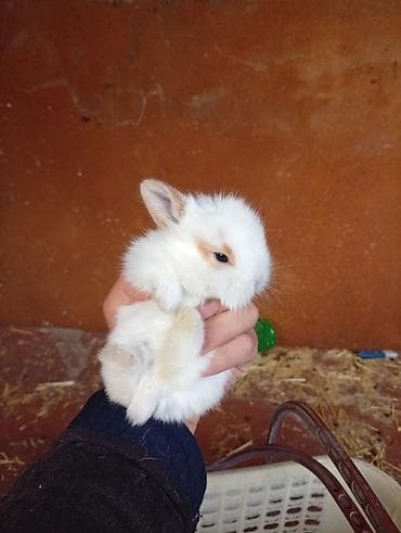 Башка жаныбарлар: Декоративные карликовые крольчата - Порода: карликовые (мини) — 6