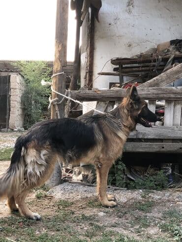 акустические системы terra колонка в виде собак: Немецкая овчарка ургачы кой айдайт 1жаш — 2