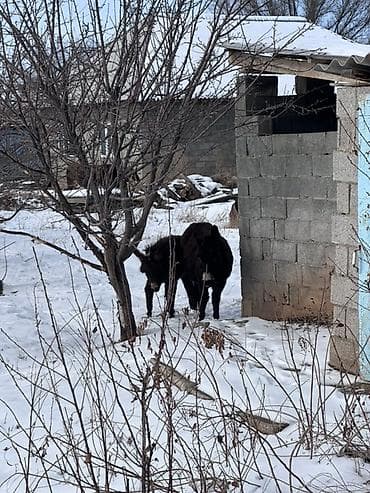 беде чоп саман: Ослы (пара) - Домашние ослы тёмной масти, крепкие, крупные. - — 3