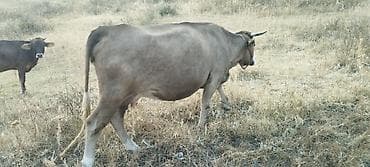 джерси корова: Продаю | Корова (самка) | Для молока | Привязанные — 4
