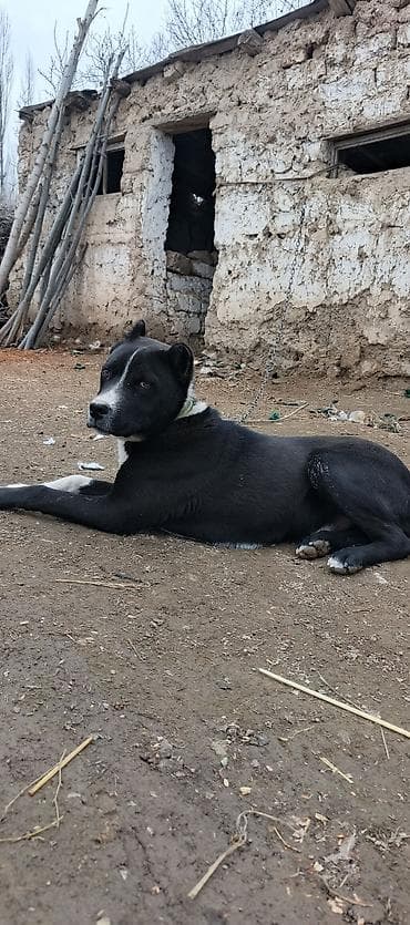 продажа собак бишкек: Питбуль 6 айлык эркек — 2