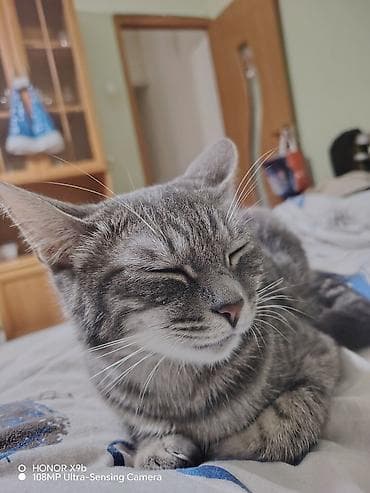 персидская кошка цена: Кошка даром: Беспородная, Девочка, Приучена к лотку — 3