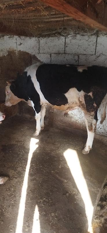 Башка жаныбарлар: Сатам | Бука (эркек) | Голштин | Бордоп семиртүү үчүн | Асыл тукумдуу — 1