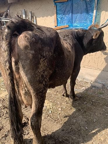 Баран, овца: Продаю | Корова (самка) | Для молока | Привязанные — 3