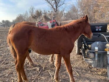 декоративные кролики: Сатам | Тай | Жумушка — 7