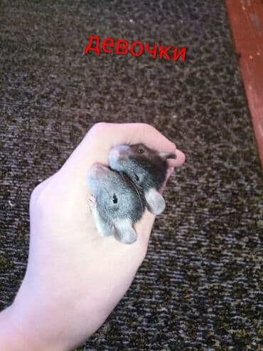 фландр кролик купить: Предлагаются к продаже маленькие крысята, разных окрасов, включая — 3