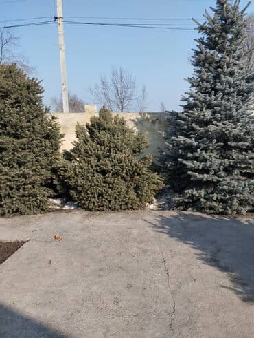 цветы искусственные бишкек: Ель более 2м — 2