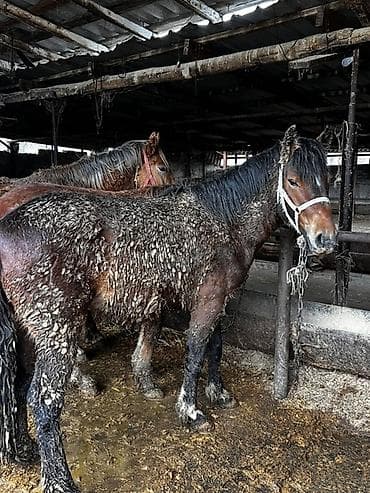 Продаю | Жеребец | На забой