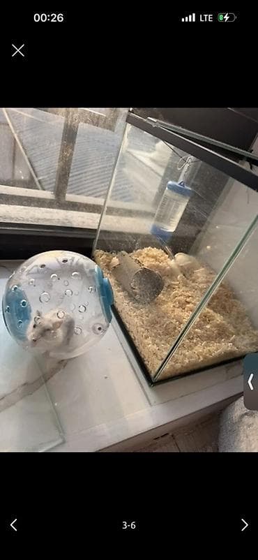 Продаю хомячка джунгарика, мальчик 4 месяца. Ручной домашний хомяк