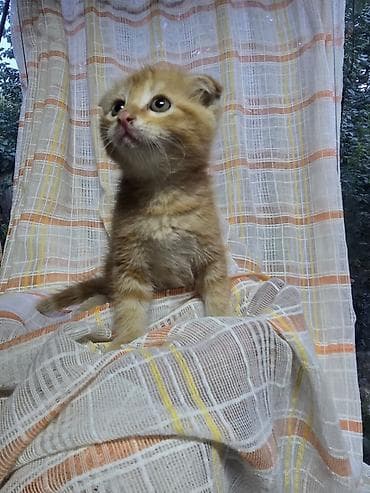 Шотландский вислоухий,мальчик,1,5 месяца кушает сам,к лотку приучен — 3