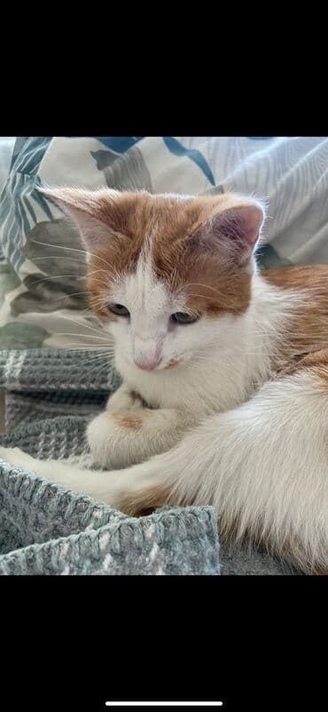 объявления о пропаже животных: Пропала : Беспородная, Девочка, Рыжий — 3