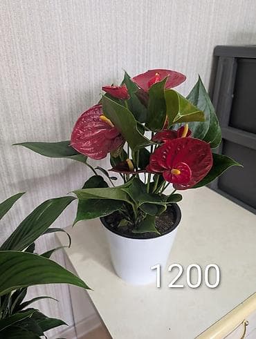 Комнатные розы: Комнатные растения в горшках - Антуриумы (красные и белые соцветия) — 5