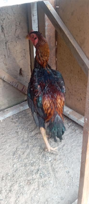 рака: Продаю | Петух | Бойцовая | Для разведения — 5