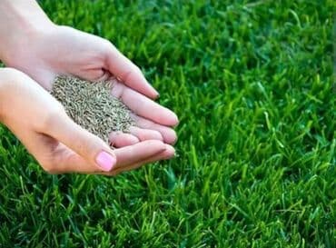 сухой шампунь цена бишкек: Газон Посев Газона Натуральный газон Автополив Сеем Натуральный Газон — 3