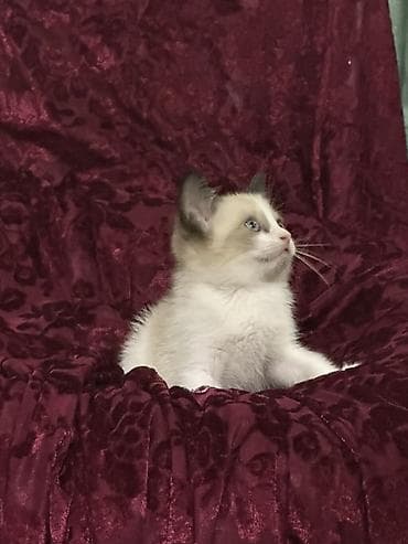 доберман купить щенка: Тайская, 2 месяца, Девочка, Биколор, Приучена к лотку — 7