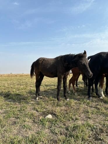тюк пресс: Продаю | Жеребенок, Кобыла (самка), Жеребец | Кара Жорго | Для разведения, На забой, Рабочий — 25