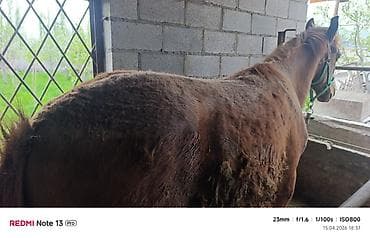 породистые собаки в бишкеке: Продаю | Жеребенок | Рабочий — 3