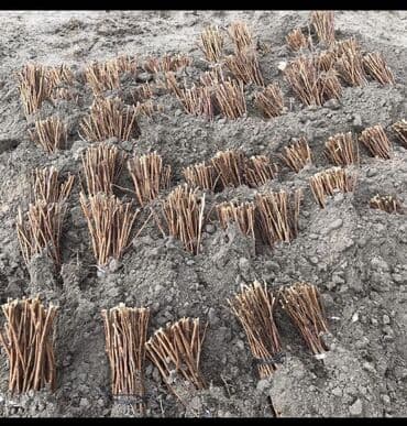 купить семена цветов в бишкеке: Малина кочот Полька / Полана сорт Семена и Саженци Малины Полька сорт — 5