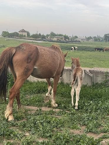 үй жаныбарлары: Сатам | Бээ (ургаачы) | Көбөйтүү үчүн — 9