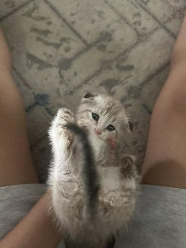 кошка шотландский: Скотиш Фолд (Шотландская вислоухая), 2 месяца, Девочка, Приучена к лотку — 5