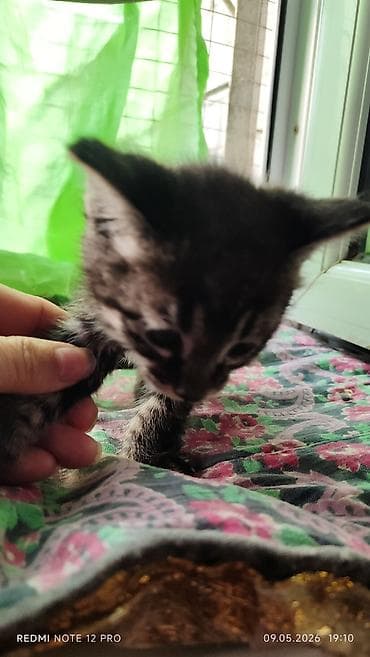 Продажа кошек: Котята1,5 месяца — 2