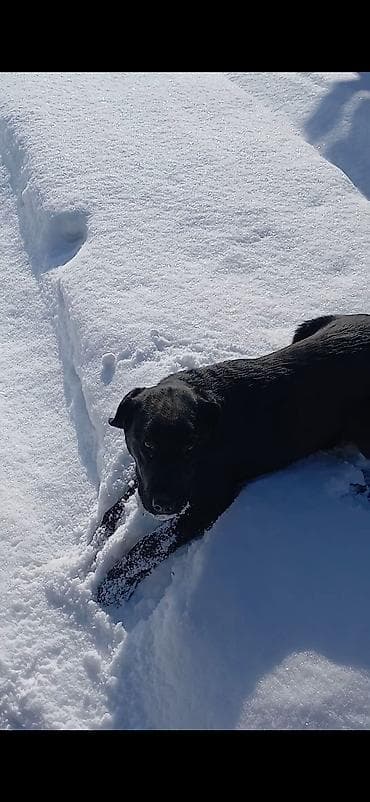 Собака даром: Дворняжка, 7 месяцев, Самка at lalafo.kg Собака даром: Дворняжка, 7 месяцев, Самка