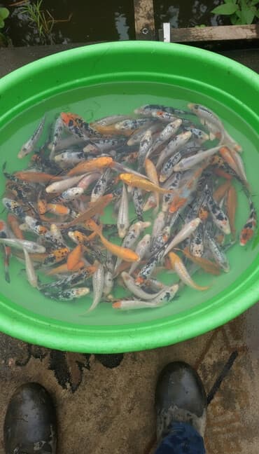 фарель ош: Продажа карпа кои 15 см до 20 см размеров💸*Продаём рыбу — карп КОЙ в — 2