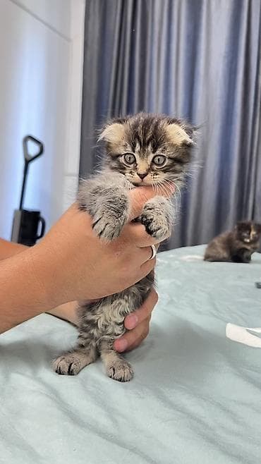 d cat: Продаем котят девочки 45 дней, полностью уже готовые, к лотку — 3
