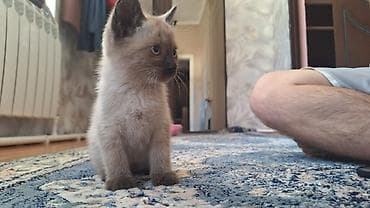 лайка сибирский: Котенок полтора месяца — 3