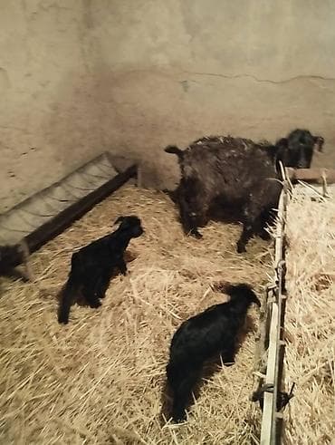 Продам с/х животных: Продаю | Коза (самка) | Для разведения | Племенные — 1