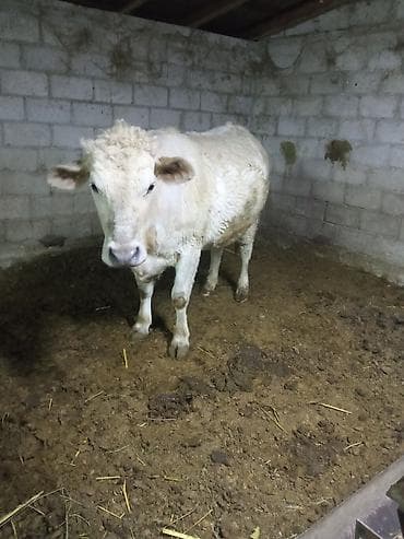 гнездо для кур: Продаю | Корова (самка) | Для разведения | Привязанные — 3