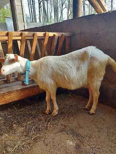 ветеринар чолпон ата: Сатам | Эчки (ургаачы) | Заанен | Сүт алуу үчүн — 4