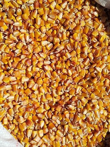 ящик для зерна: Местный урук сатылат — 2