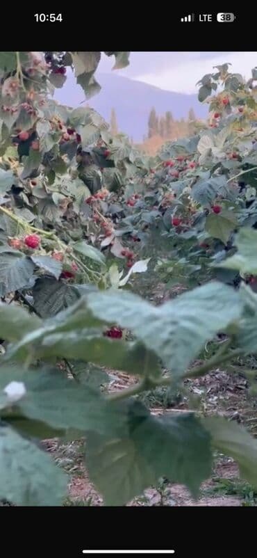 Саженцы малины (корневые отпрыски) - Сортовая малина с высокими