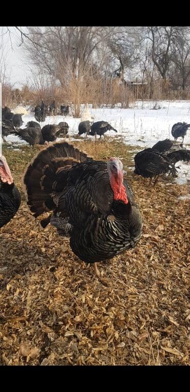Услуги ветеринара: Продаю | Индюшка (самка), Индюк (самец) | Северокавказская — 5