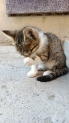 домик для кошек: 5 айлык, Ургаачы, Лотокко барууга үйрөтүлгөн — 3