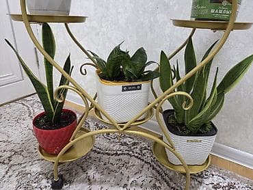 Полки, стеллажи: Полка, этажерка для цветов, Новый, Железо, Самовывоз — 3