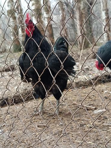 быки на мясо: Продаю | Куры | Для разведения — 3
