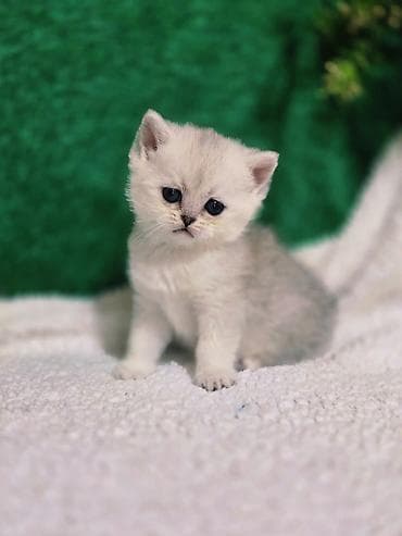 ош котенок: Британская короткошёрстная, 1 месяц, Девочка, Золотая шиншилла — 8